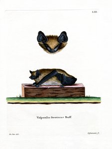 Serotin flagermus (farvet gravering) af German School