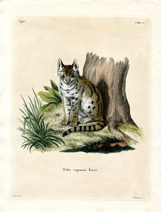 Serval (farvet gravering) af German School