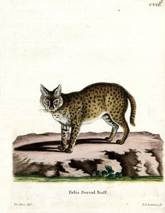 Serval (farvet gravering) af German School