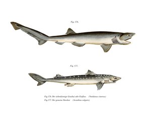 Sharpnose Sevengill Shark (farve litho) af German School