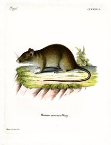 Korthalet bandicoot-rotte (farvet indgravering) af German School