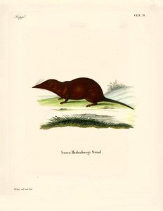 Shrew (farvet gravering) af German School