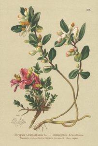 Buskagtig mælkeurt (Polygala Chamaebuxus) af German School