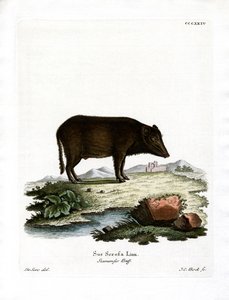 Siamesisk vildsvin (farvet gravering) af German School
