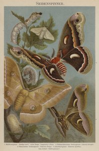 Silkmoths af German School
