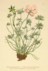 Sølvfarvet tranebær (Geranium argenteum) af German School