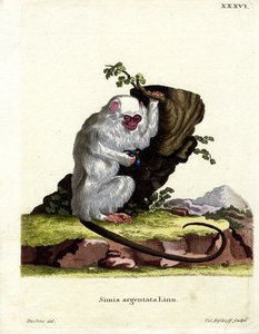 Sølvfarvet marmoset (farvet gravering) af German School