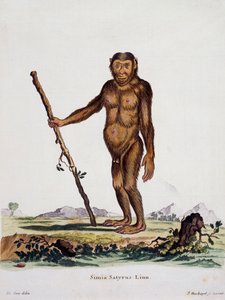 Simia satyrus, fra Pattedyr illustreret fra Nature med beskrivelser, af Johann Christian Daniel von Schreber (1739-1810), gravering af I Nusbiegel efter tegning af De Seve, Tyskland af German School