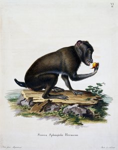 Simia sphingiola, fra Pattedyr illustreret fra Nature med beskrivelser, af Johann Christian Daniel von Schreber (1739-1810), gravering af IC Bock, Tyskland af German School