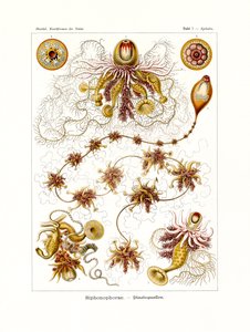 Siphonophorae, 1899-1904 af German School