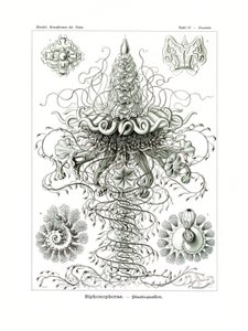 Siphonophorae, 1899-1904 af German School