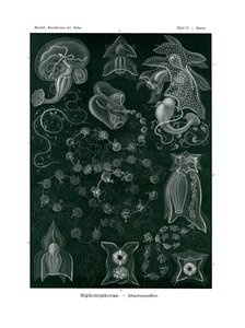 Siphonophorae, 1899-1904 af German School