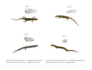 Skink (Color Litho) af German School