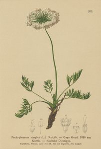 Lille alpeurt (Pachypleurum mutellinoides, Pachypleurum simplex, Pachypleurum simplex, Pachypleurum alpinum, Pachypleurum simplex, Neogaya simplex, Gaya simplex, Ligusticum simplex) af German School