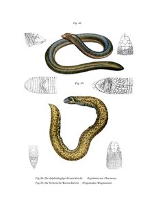 Smallhead Worm Lizard (farve litho) af German School