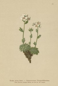Snehvid hvidt hvidgræs (Draba nivea) af German School