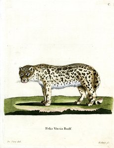 Snow Leopard (farvet gravering) af German School