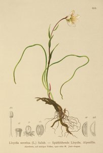 Snowdon Lily (Lloydia serotina, Gagea serotina, Lloydia alpina, Lloydia striata) af German School