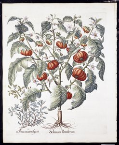 Solanum Pomiferum fra Hortus Eystettensis af Basil Besler (1561-1629) pub 1613 (håndfarvet gravering) af German School