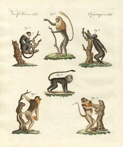 Nogle slags aber af German School