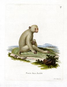 Sooty Mangabey (farvet gravering) af German School
