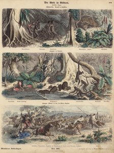 Sydamerika: jungle i Brasilien; flodbredden i Guyana; Indianere, der overrasker Gauchos på Pampas og tager af sted med deres flok kvæg. (farvet gravering) af German School