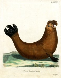 Southern Elephant Seal (farvet indgravering) af German School