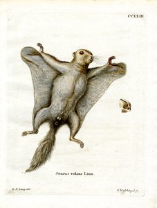 Southern Flying Squirrel (farvet indgravering) af German School