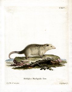 Southern Opossum (farvet gravering) af German School