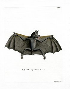 Spectral Bat (farvet indgravering) af German School