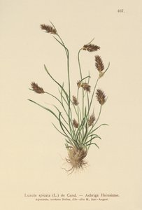 Spiddet skovbrynje (Luzula spicata) af German School