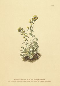 Spiddet malurt (Artemisia spicata, Artemisia bocconei, Artemisia genipi) af German School