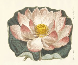 Pragtfulde blomster af German School