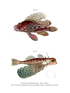 Spotfin Lionfish (farve litho) af German School