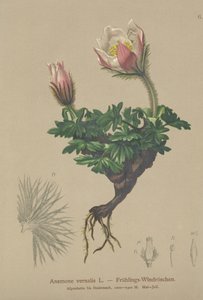 Forårsanemone (Anemone vernalis, Pulsatilla vernalis) af German School
