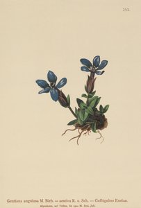 Forårs-Ensian (Gentiana verna, Gentiana angulosa, Gentiana aestiva) af German School