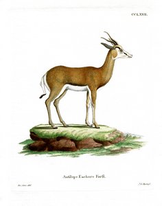 Springbok (farvet gravering) af German School