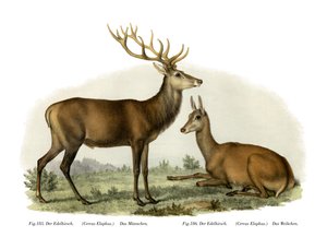 Hjort, 1860 af German School