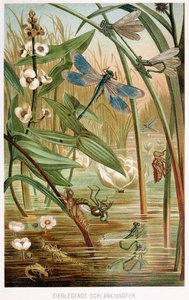 Stadier af udvikling af en damselfly, fra Brehms Tierleben, pub. 1860