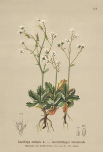 Stjerne-Saxifrage (Saxifraga stellaris) af German School