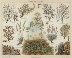 Steppeplanter (farve litho) af German School