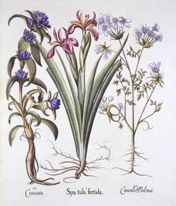Stinking Iris, Orlaya og Crosswort Gentian, fra Hortus Eystettensis, af Basil Besler (1561-1629), pub. 1613 (håndfarvet gravering) af German School