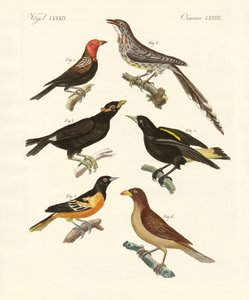 Mærkelige fugle (farvet indgravering) af German School