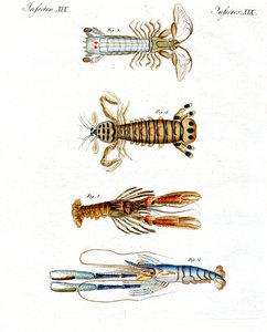 Mærkelige krabber af German School