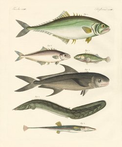 Mærkelig fisk (farvet indgravering) af German School