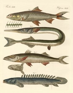 Mærkelig fisk (farvet gravering) af German School