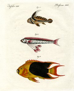 Mærkelig fisk af German School