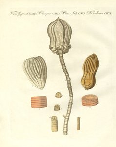 Mærkelige fossiliseringer (farvet indgravering) af German School