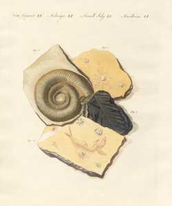 Mærkelige fossiliseringer (farvet indgravering) af German School