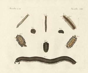 Mærkelige insekter (farvet indgravering) af German School